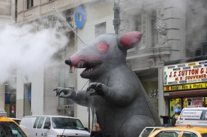 giant rat new york city dave｜TikTok Search