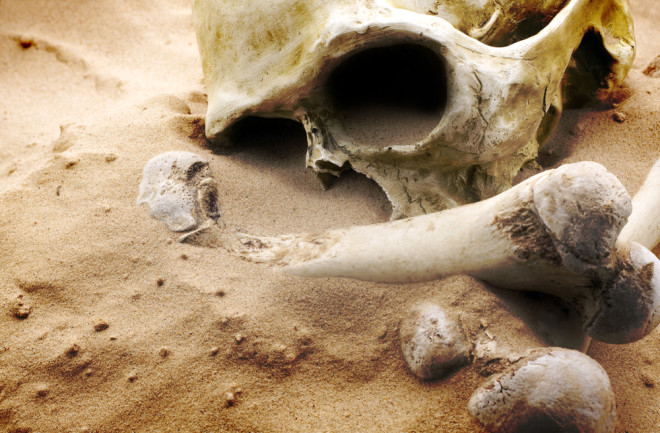 human skull apocalypse homo sapien extinction - shutterstock