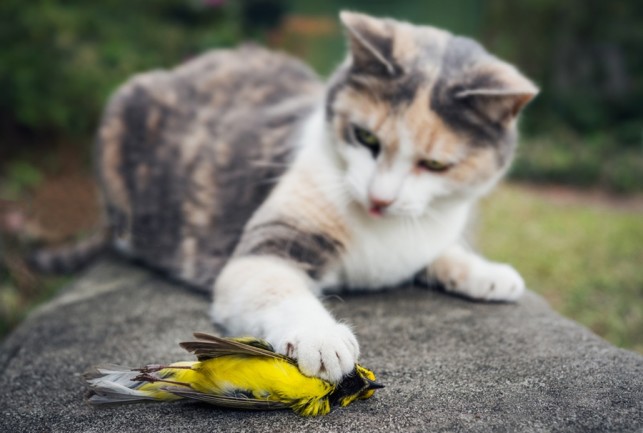 cat-with-bird