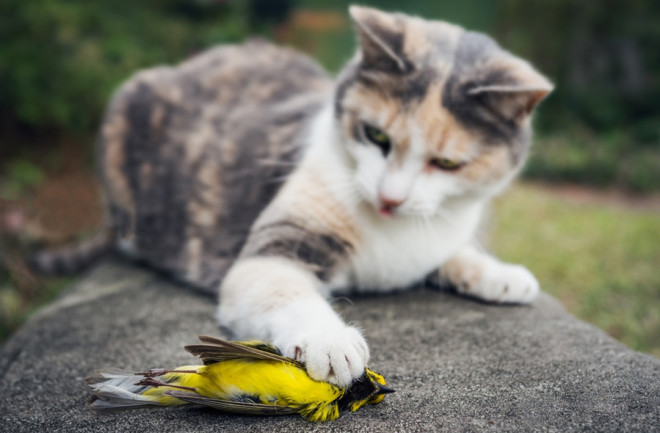 cat-with-bird