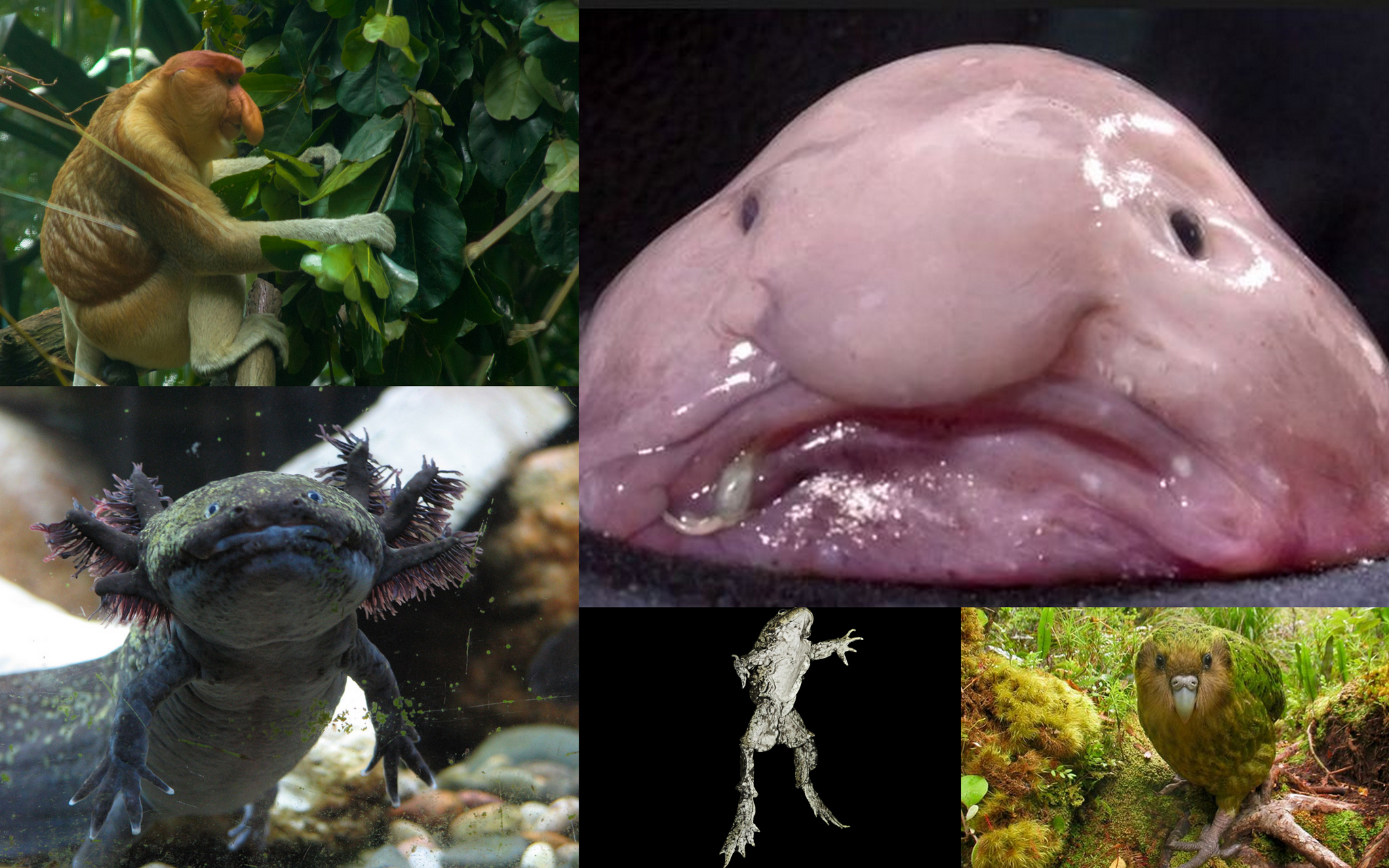 Save the Blobfish! 5 Ugly Endangered Animals That Need Our Love | Discover  Magazine