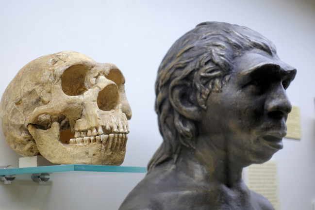 A Neanderthal skull and rendering