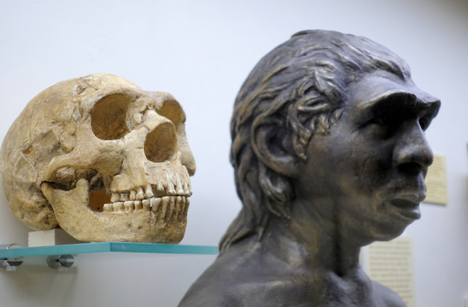 A Neanderthal skull and rendering