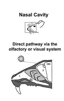 airborne-prions.jpg