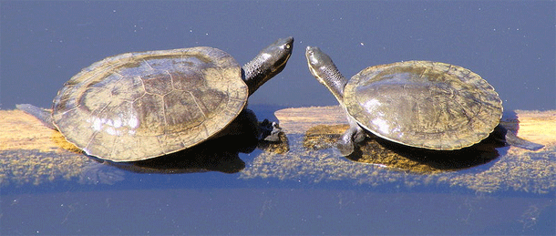 Murray_river_turtle.gif
