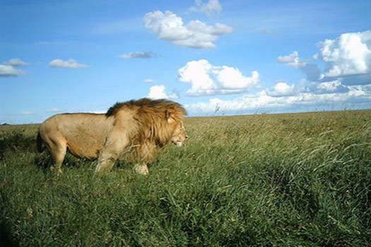 snapshot safari lion