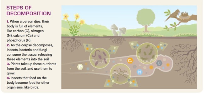 Steps of Decomposition after Death, Infographic - Jay Smith