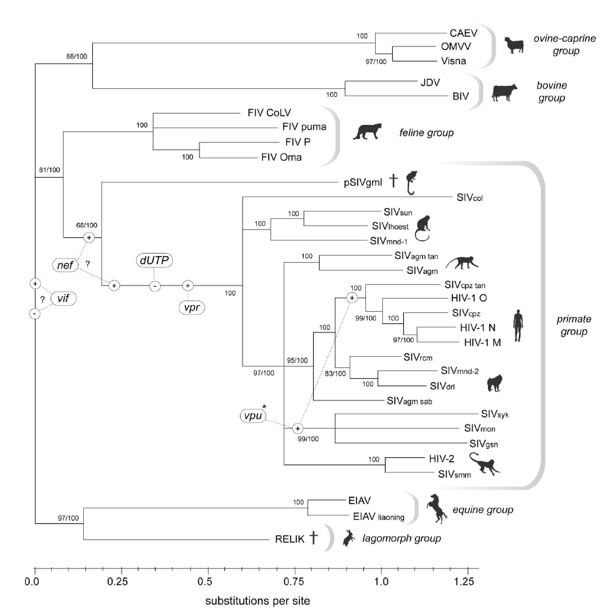 lemur-virus-tree.jpg