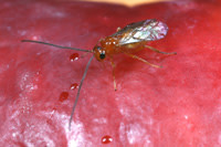 Diachasma_alloeneum2.jpg