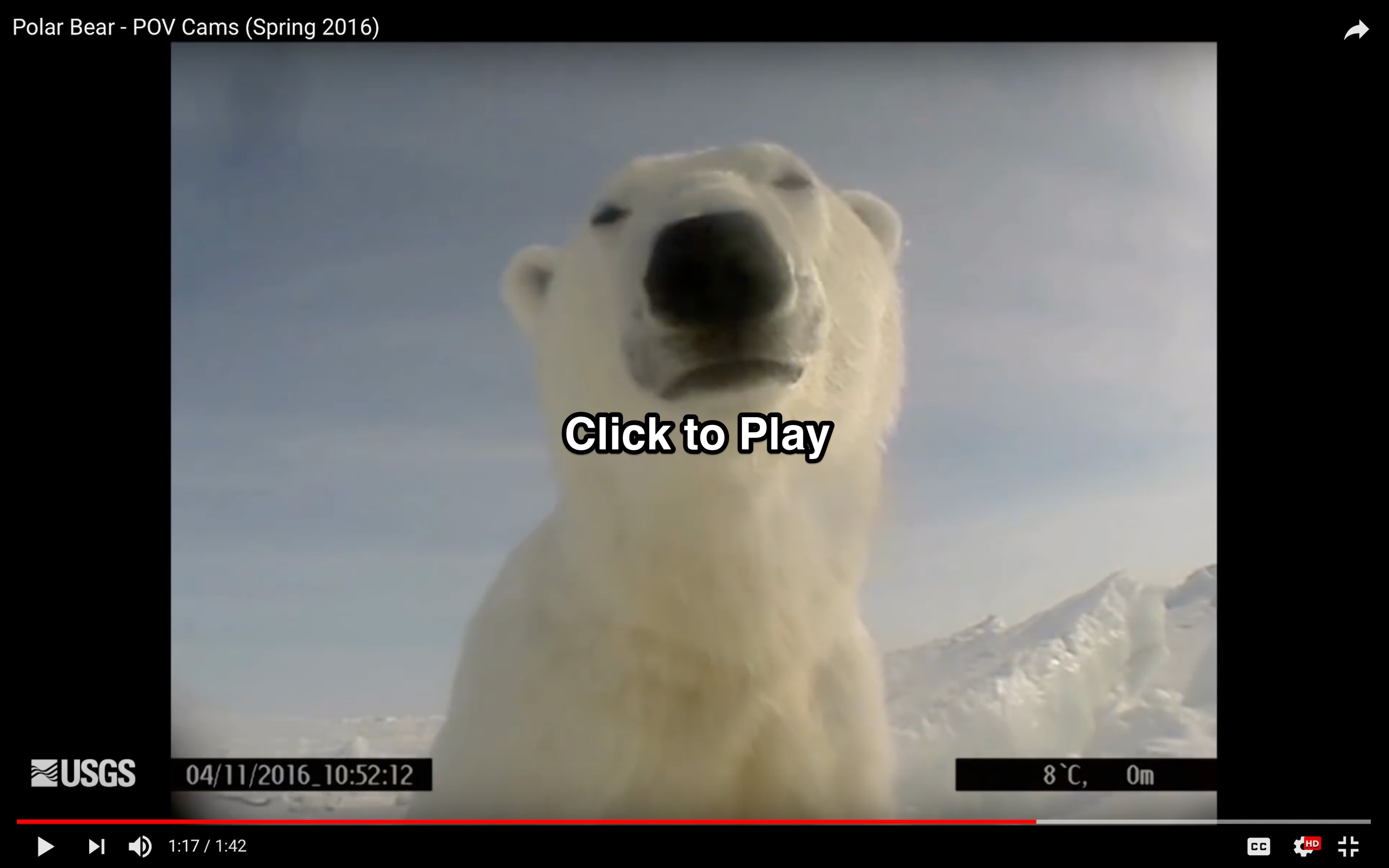 Cameras offer rare glimpse into lives of polar bears as they grapple with  less sea ice