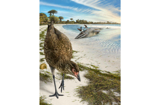 Oldest Bird Asteriornis Art - Phillip Krzeminski