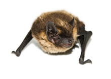 bat.jpg