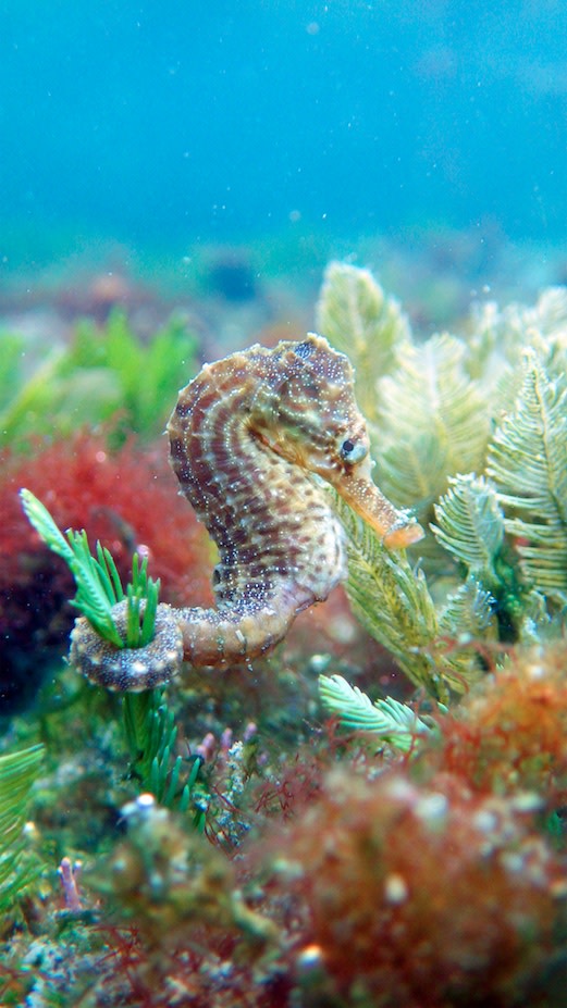 seahorses clutch tail