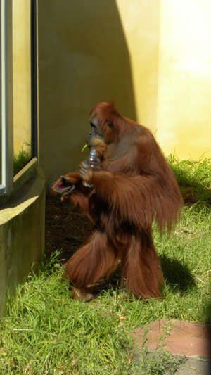 Orangutan_walking.jpg