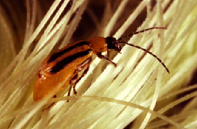 rootworm-beetle.jpg