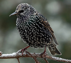 starling.jpg