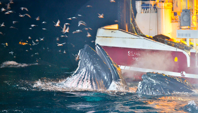 Humpback Whales Feeding Next to Fishing Boat