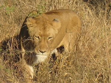 South Africa Dispatch: Tracking Big Cats