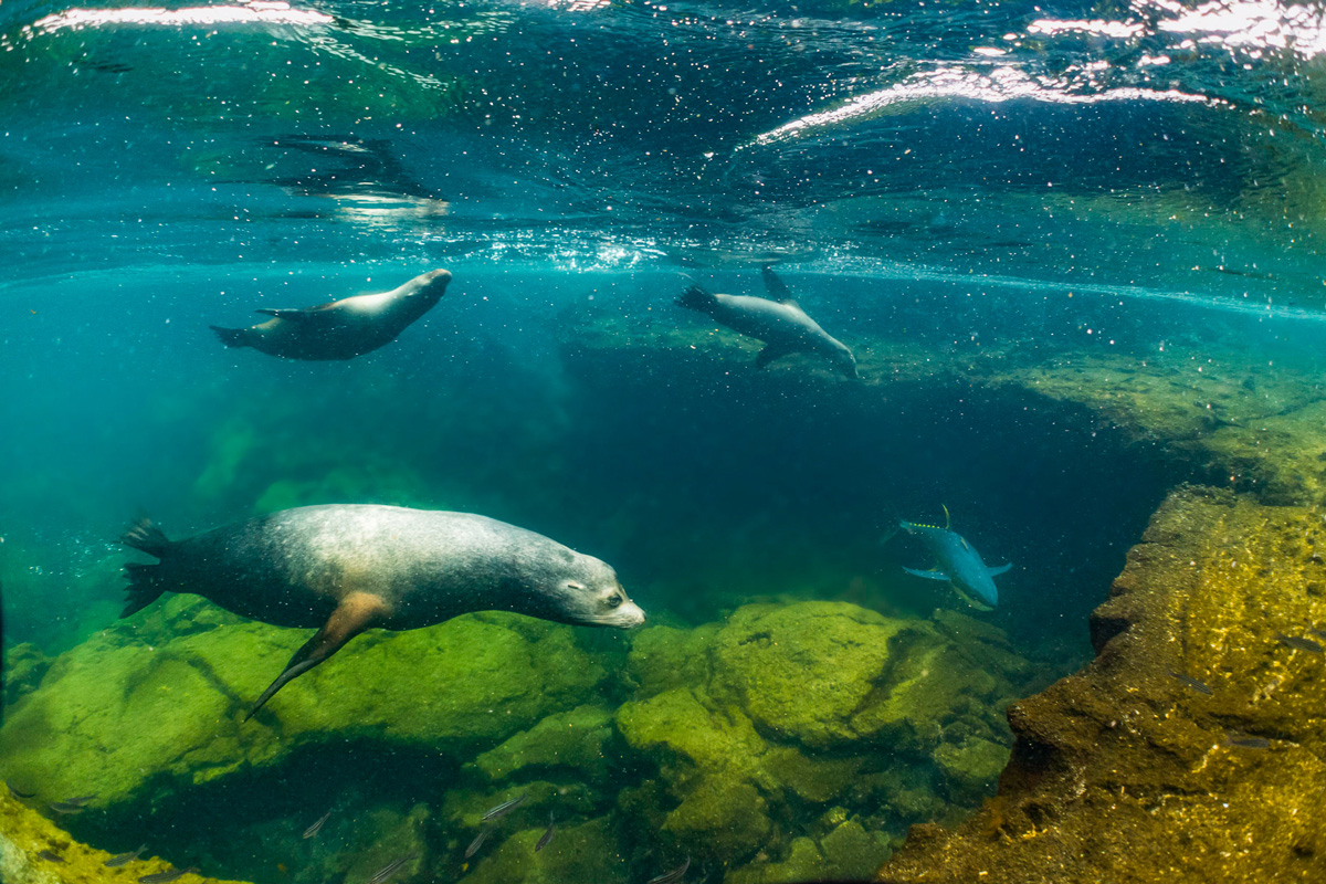 Galloping sea lions could inspire land-sea robots, Science