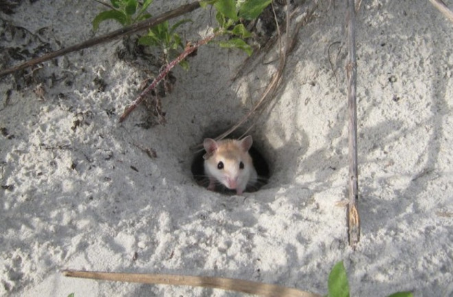 burrowing-mouse.jpg