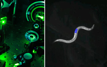 wormoptogenetics.jpg