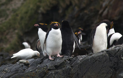 Macaroni Penguin, The Animal Facts