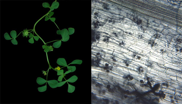 Plant_fungi.jpg