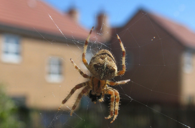 home-spider.jpg