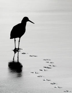 #37: Shorebird Population Is In Rapid Decline | Discover Magazine