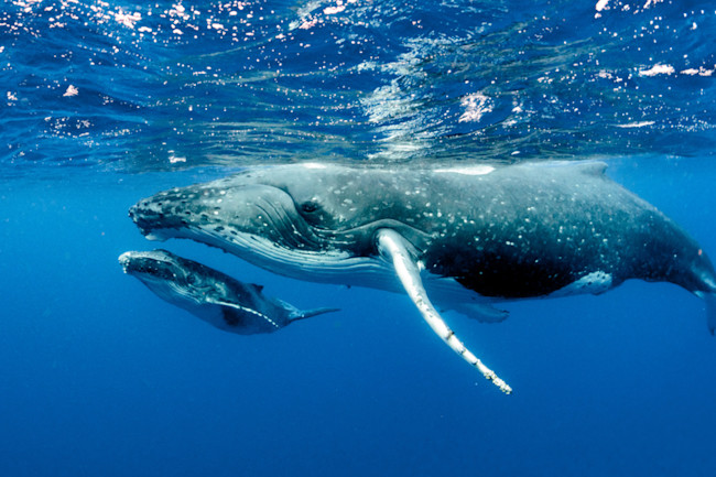 Humpback whale