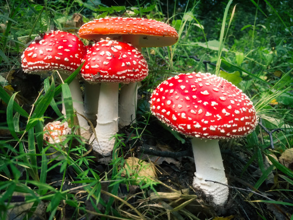 Amanita mascara mushrooms