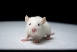 lab-mouse-e1336671228568.jpg