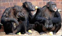 Chesterchimps.jpg
