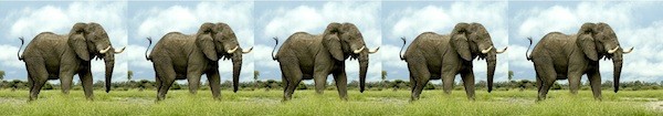 five-elephants600.jpg