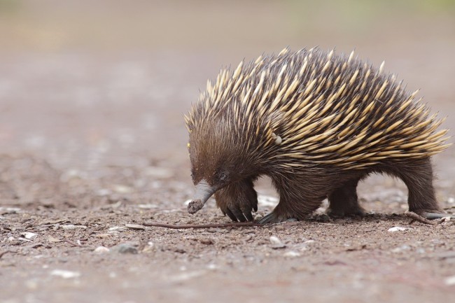  Echidnas  Are Too Cool to Be Bothered by Fires Discover 