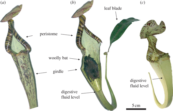 batpitcherplant.jpg