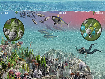 co2-diver-plankton-350.jpg