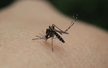 mosquito2.jpg