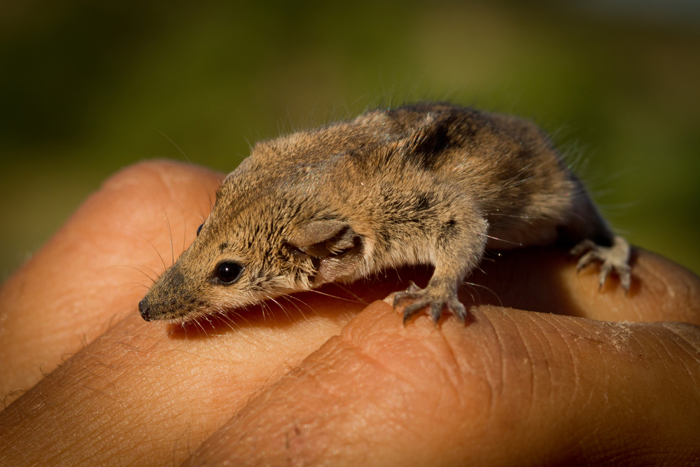 long tailed planigale