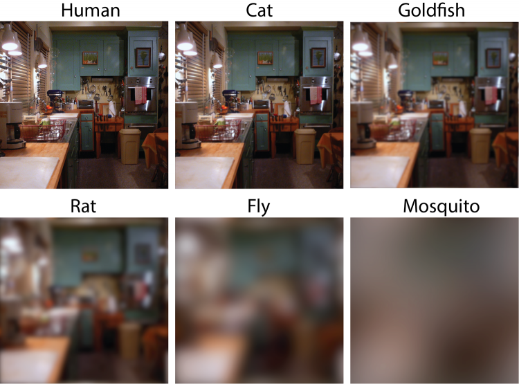 Researchers Get a Peek at How Other Animals See the World | Discover