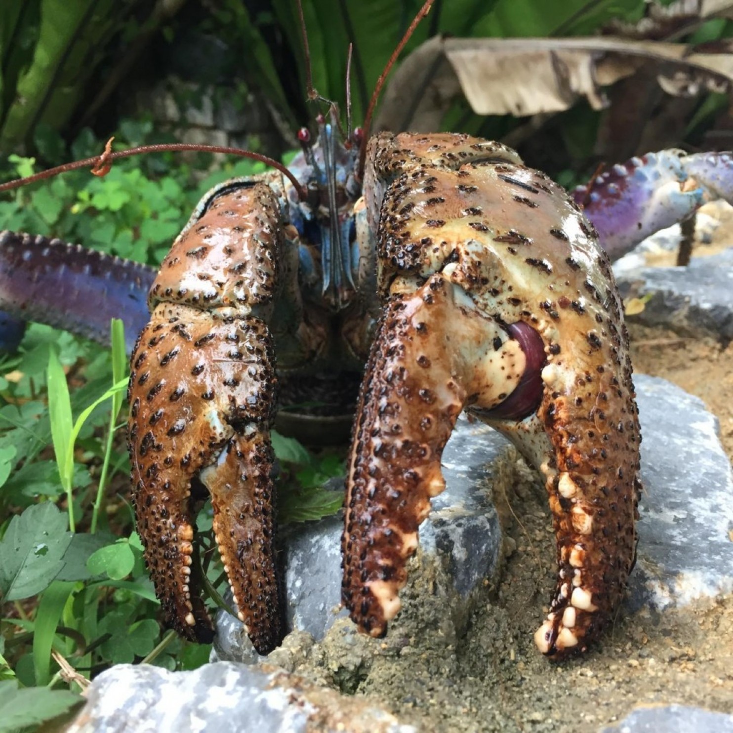 Coconut Crabs' Crushing Grip Finally Measured Discover Magazine