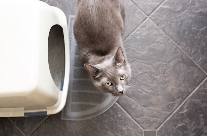 Cat litter box