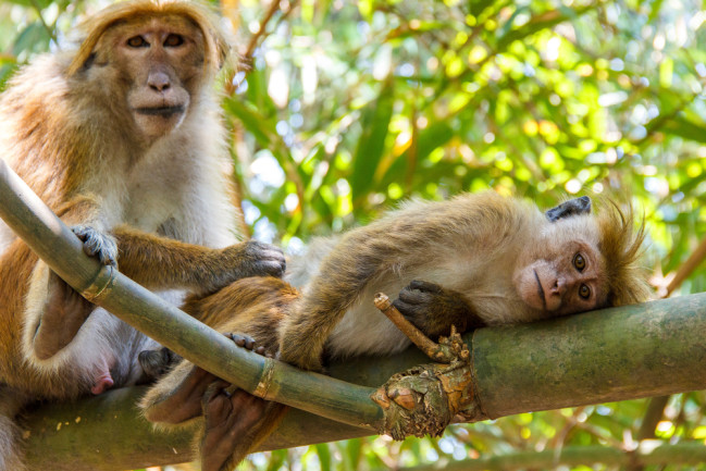 Ancient Sri Lankans Figured Out How to Sustainably Hunt Monkeys