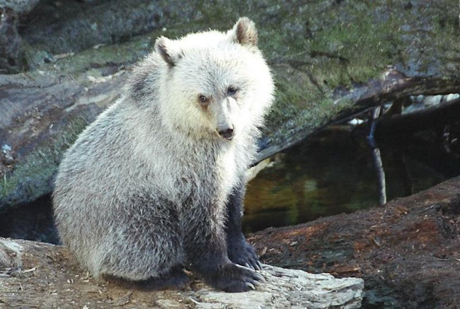 800px-Grizzly-cub.jpg