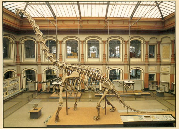 Giraffatitan.jpg