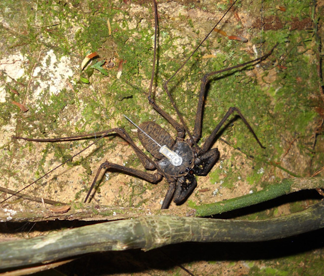 Whip Spiders Use Their Feet to Smell Their Way Home | Discover Magazine