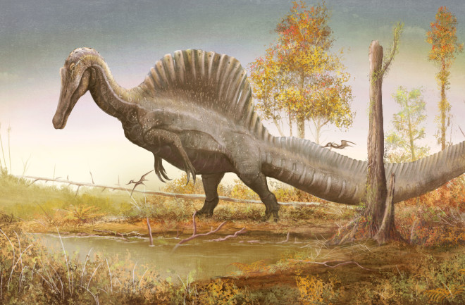 Fig. 1 Neotype Spinosaurus © Witton 2020 R