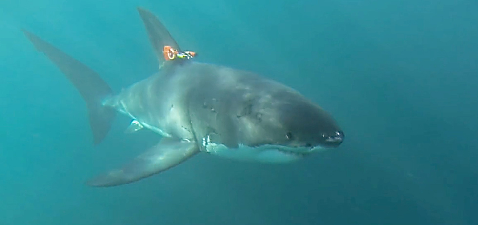 MBARI shark-mounted camera