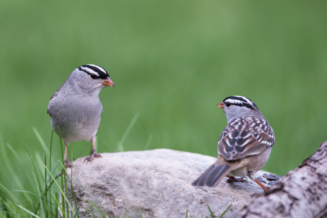 white-crowned sparrows