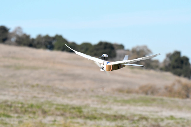 pigeonbotflight